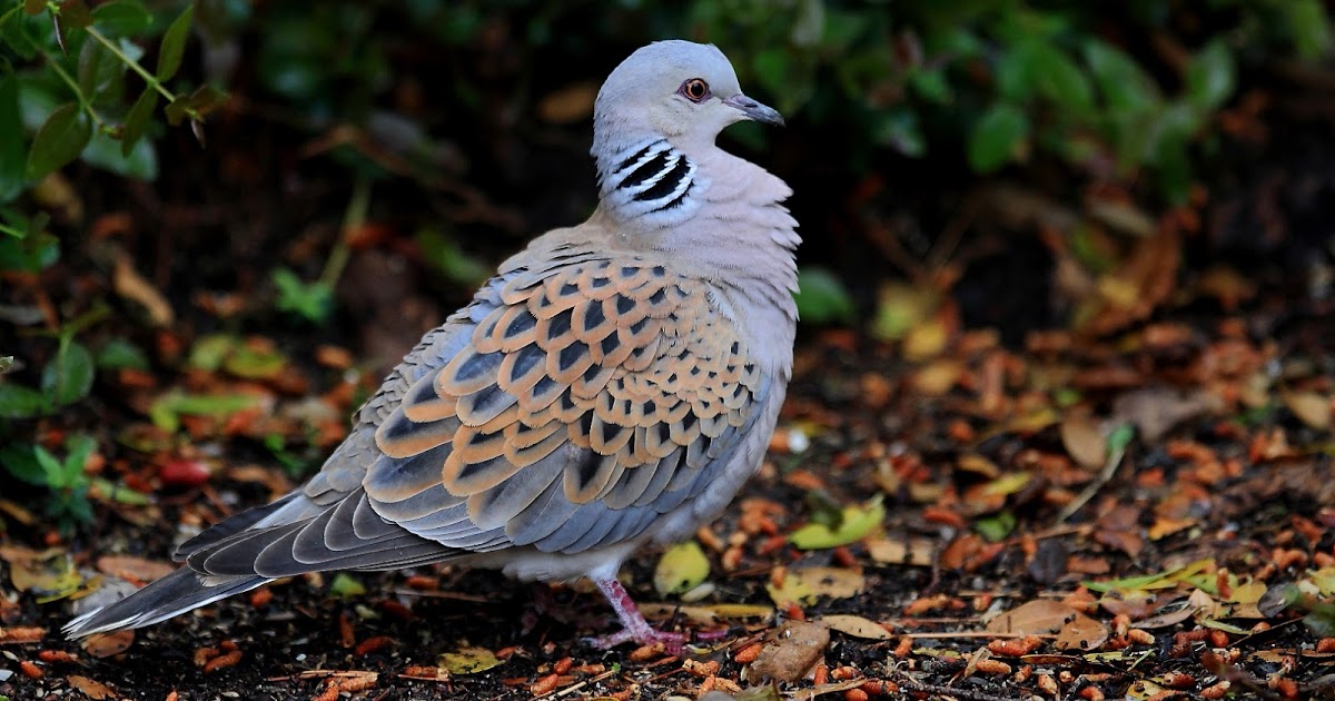 Mallorca se adelanta a Europa y rebaja la caza de tórtolas para garantizar la especie